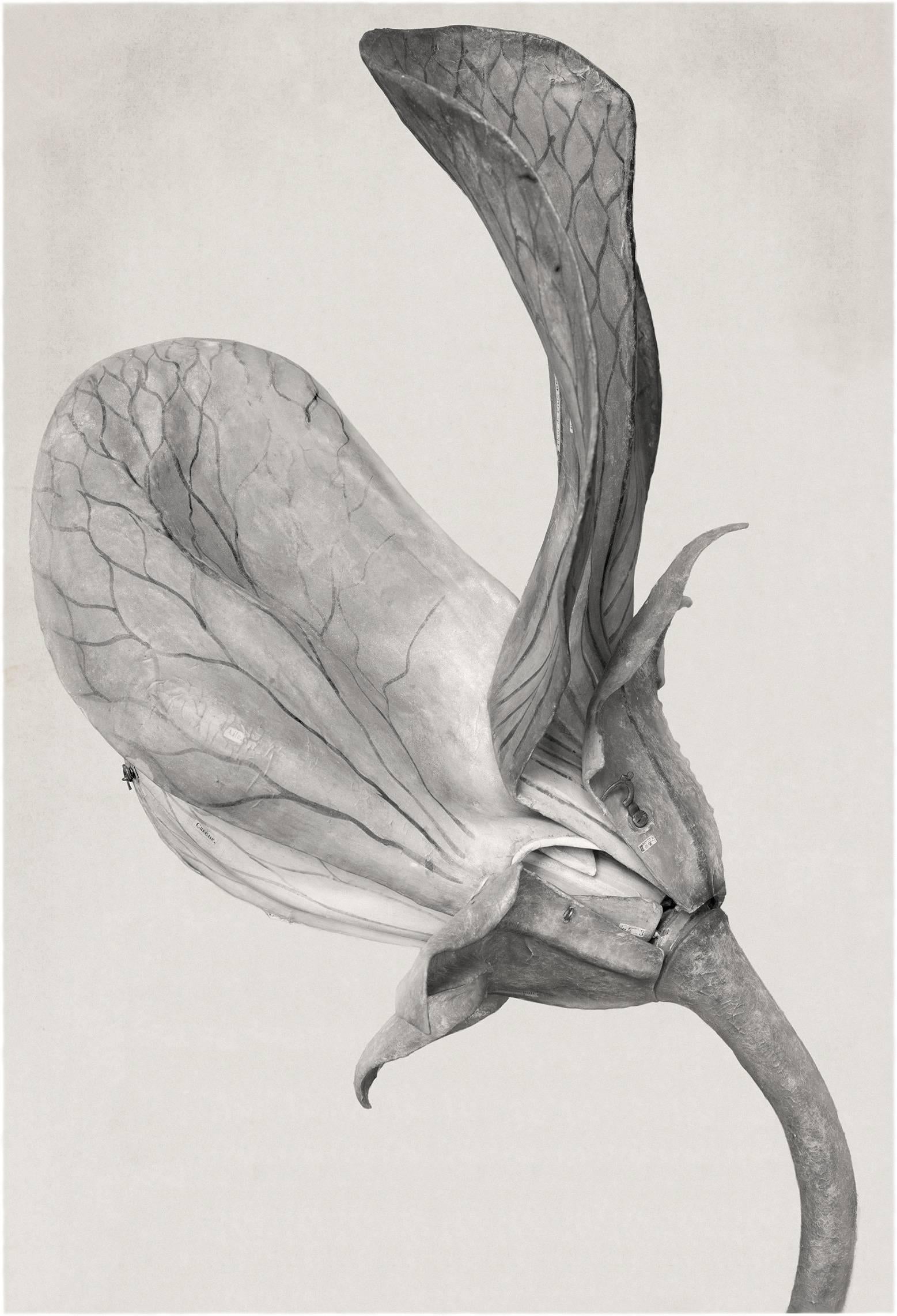 Black and White Photograph di Linarejos Moreno - Forme d'arte nel meccanismo XX