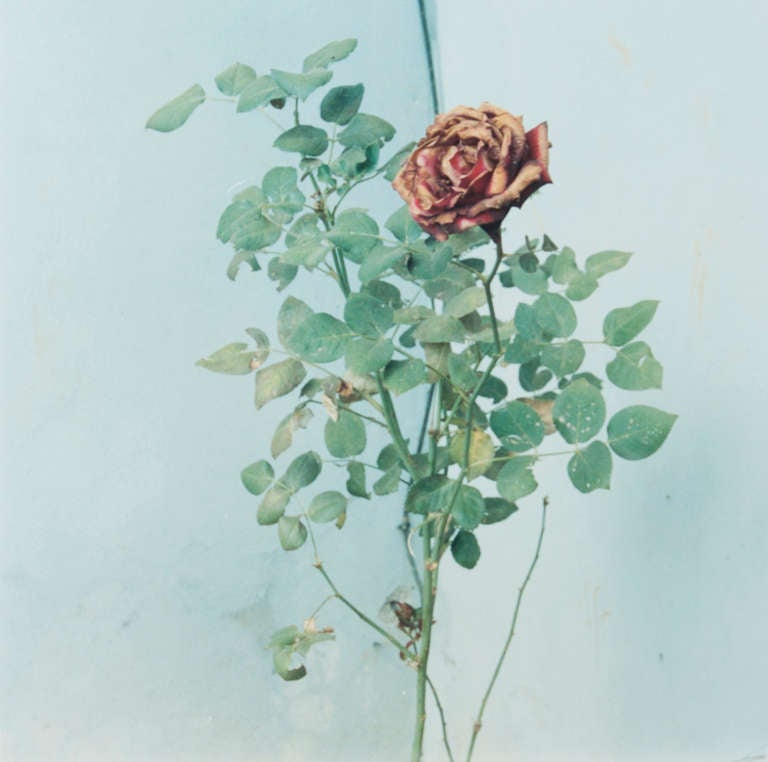 Amy Blakemore Color Photograph – Rose