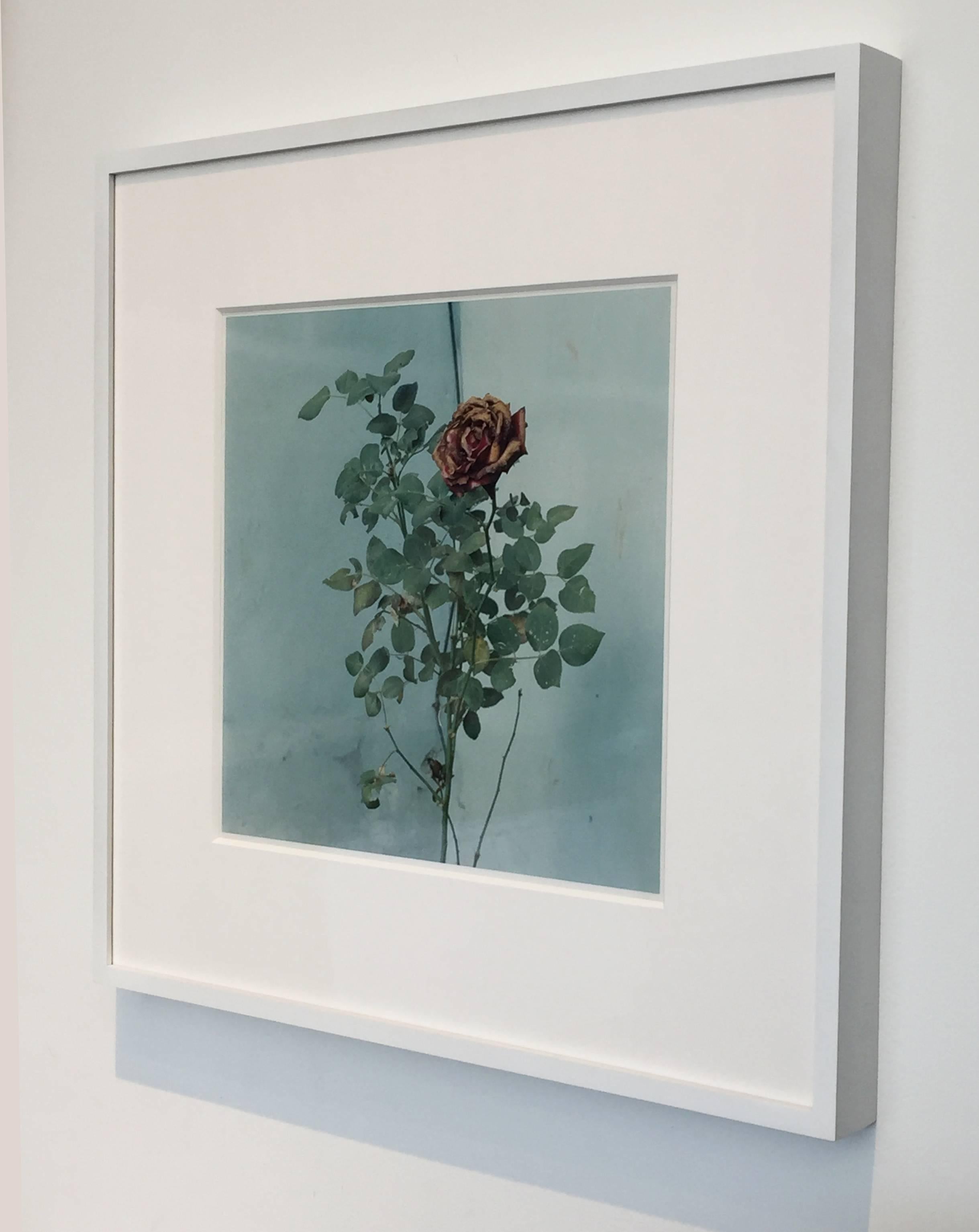 Rose – Photograph von Amy Blakemore