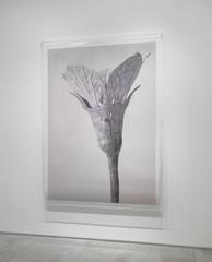 Art Forms in Mechanism Xll