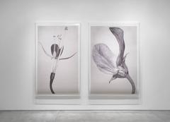 Forme d'arte nel meccanismo XX