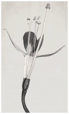 Forme d'arte nel meccanismo XXlV