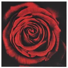 Rose, from Ophelia