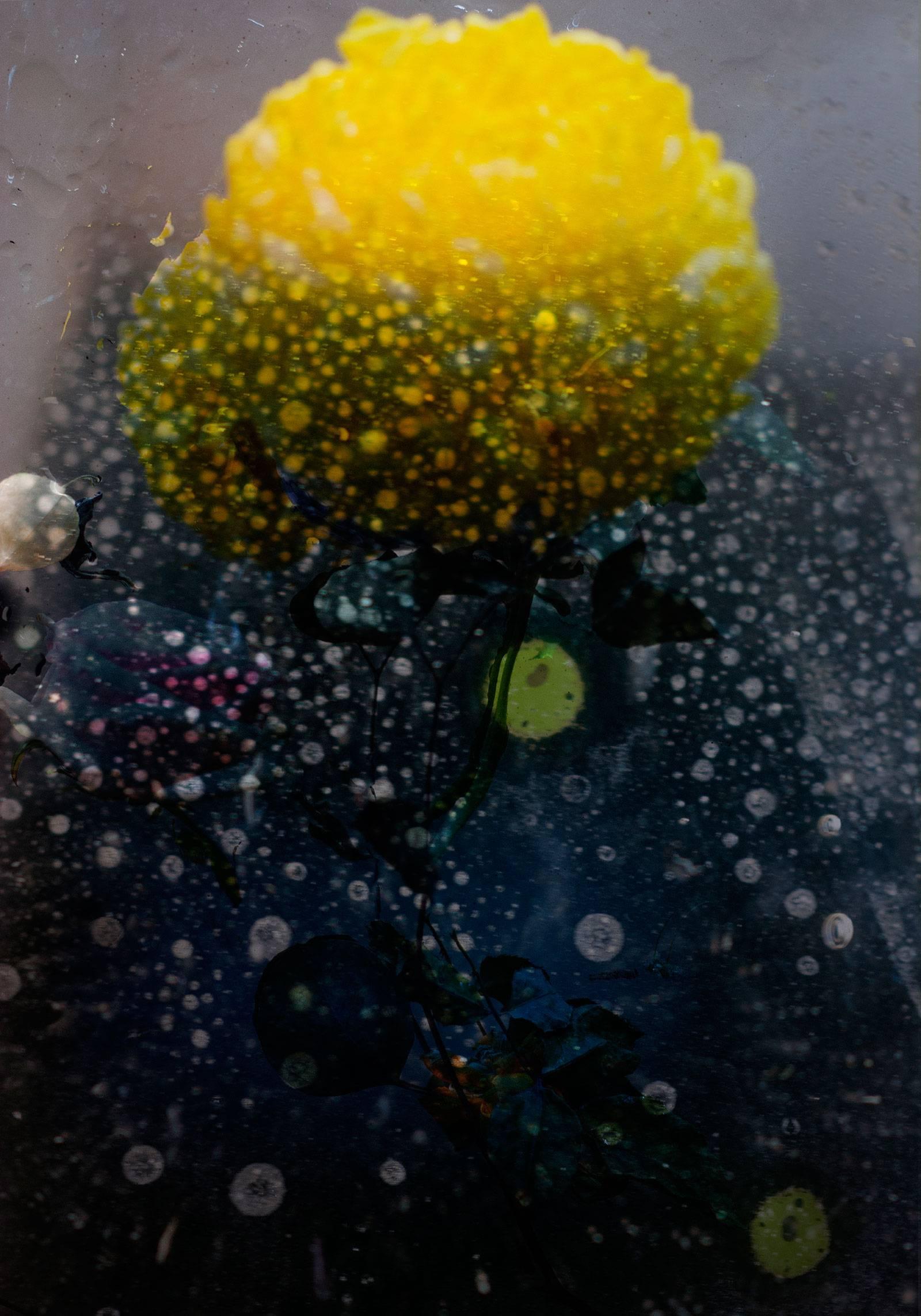 Isabelle Menin Still-Life Photograph - Petites Natures #19 - yellow flower dots of water abstract contemporary photo
