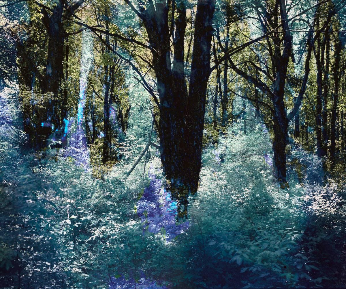 Doug Fogelson Landscape Photograph - Nadir #1 blue green purple abstract contemporary photography forest and trees