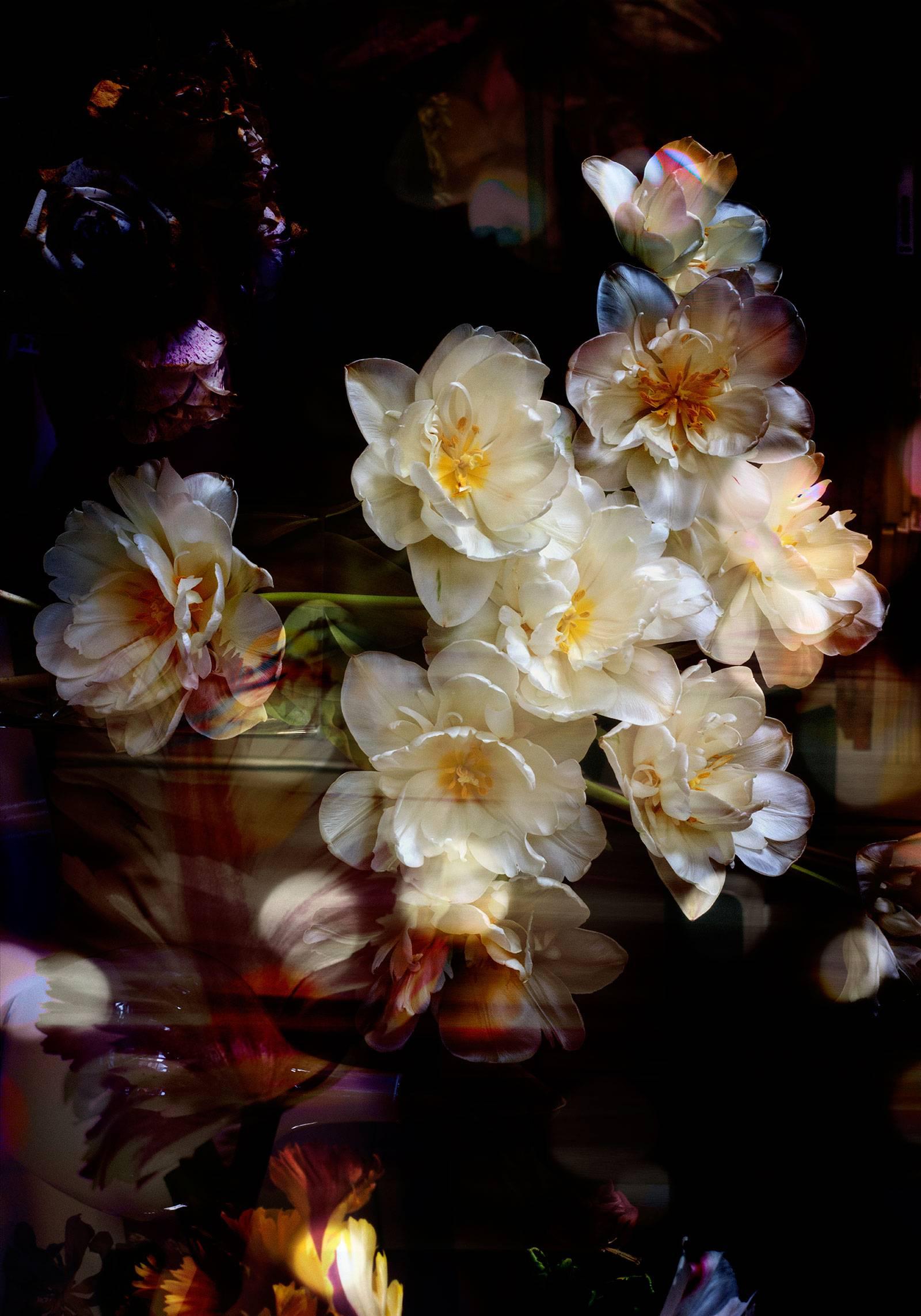 Isabelle Menin Still-Life Photograph – Petites Natures #6 kontrastiert beige dunkle Farbe abstrakte Blume Natur Foto