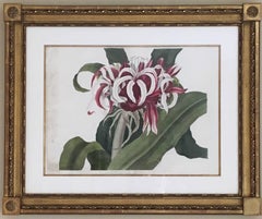 Crinum Augustum