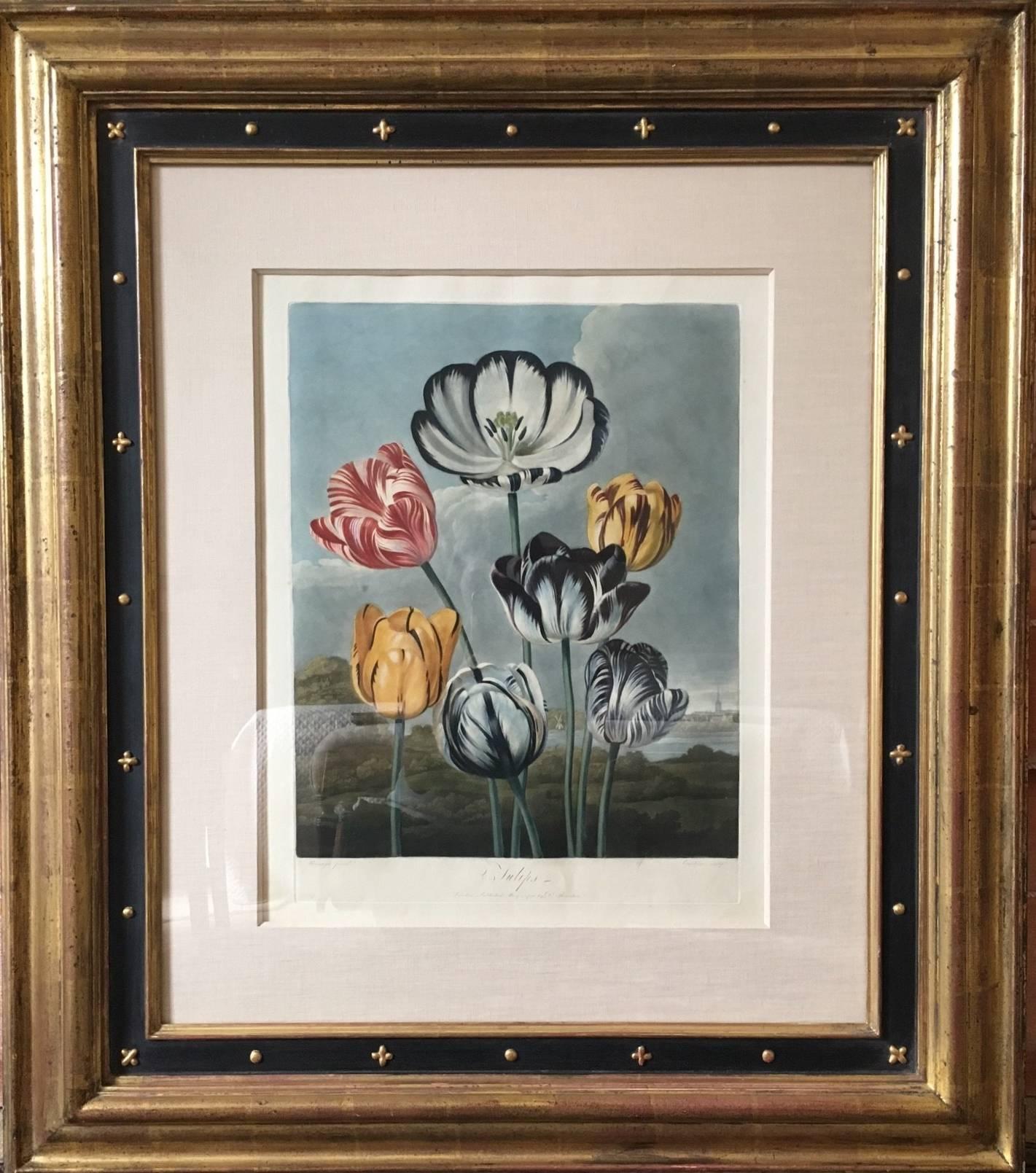 Dr. Robert John Thornton Landscape Print - Tulips