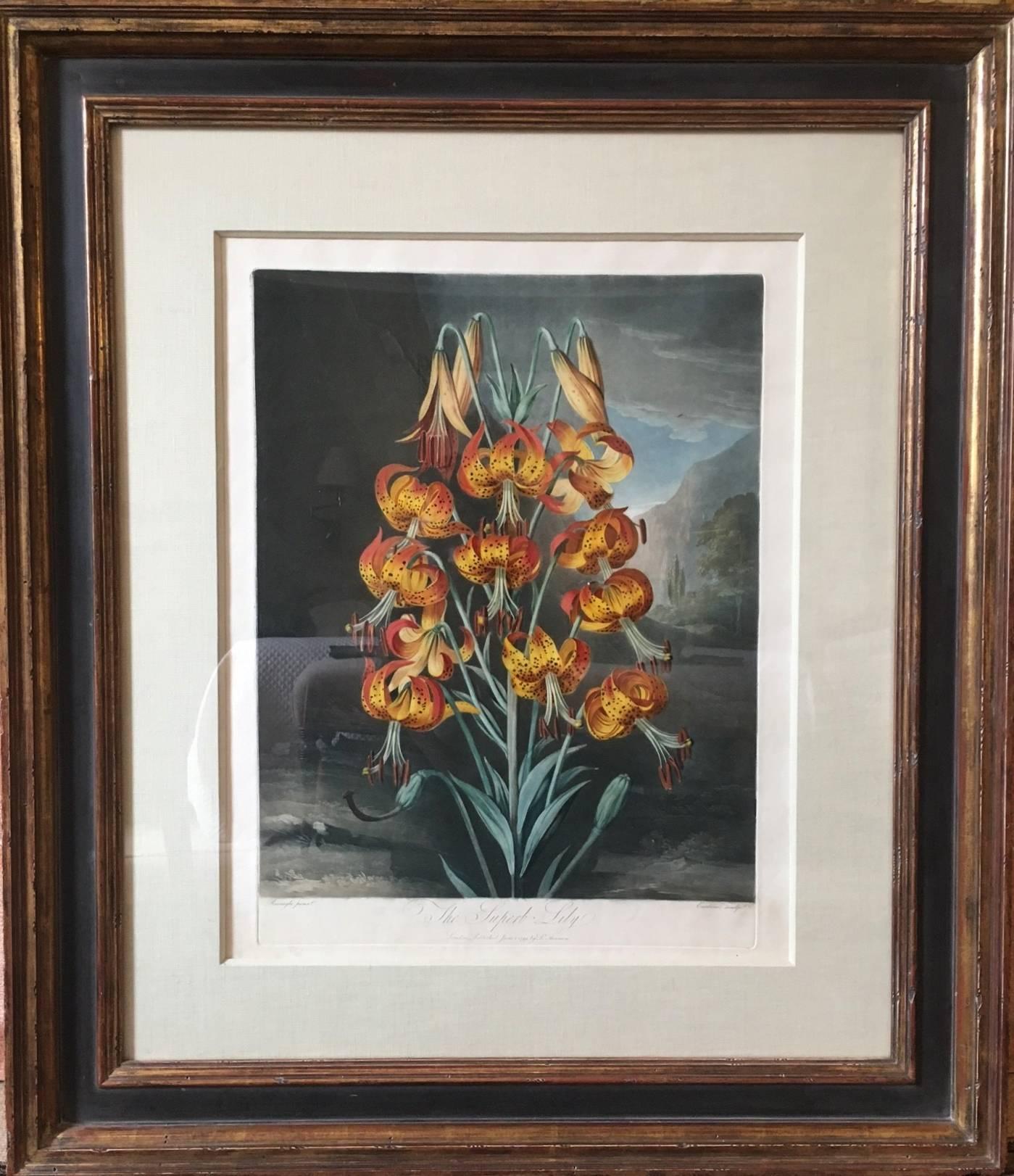 Dr. Robert John Thornton Landscape Print - The Superb Lily