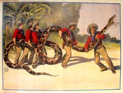 Original Antique 1900s Fairground Poster: Five Men Holding Down A Large Snake