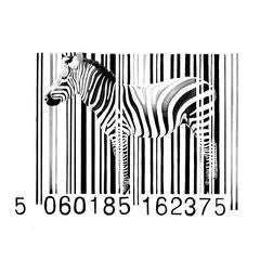 Zebra Giclee 4
