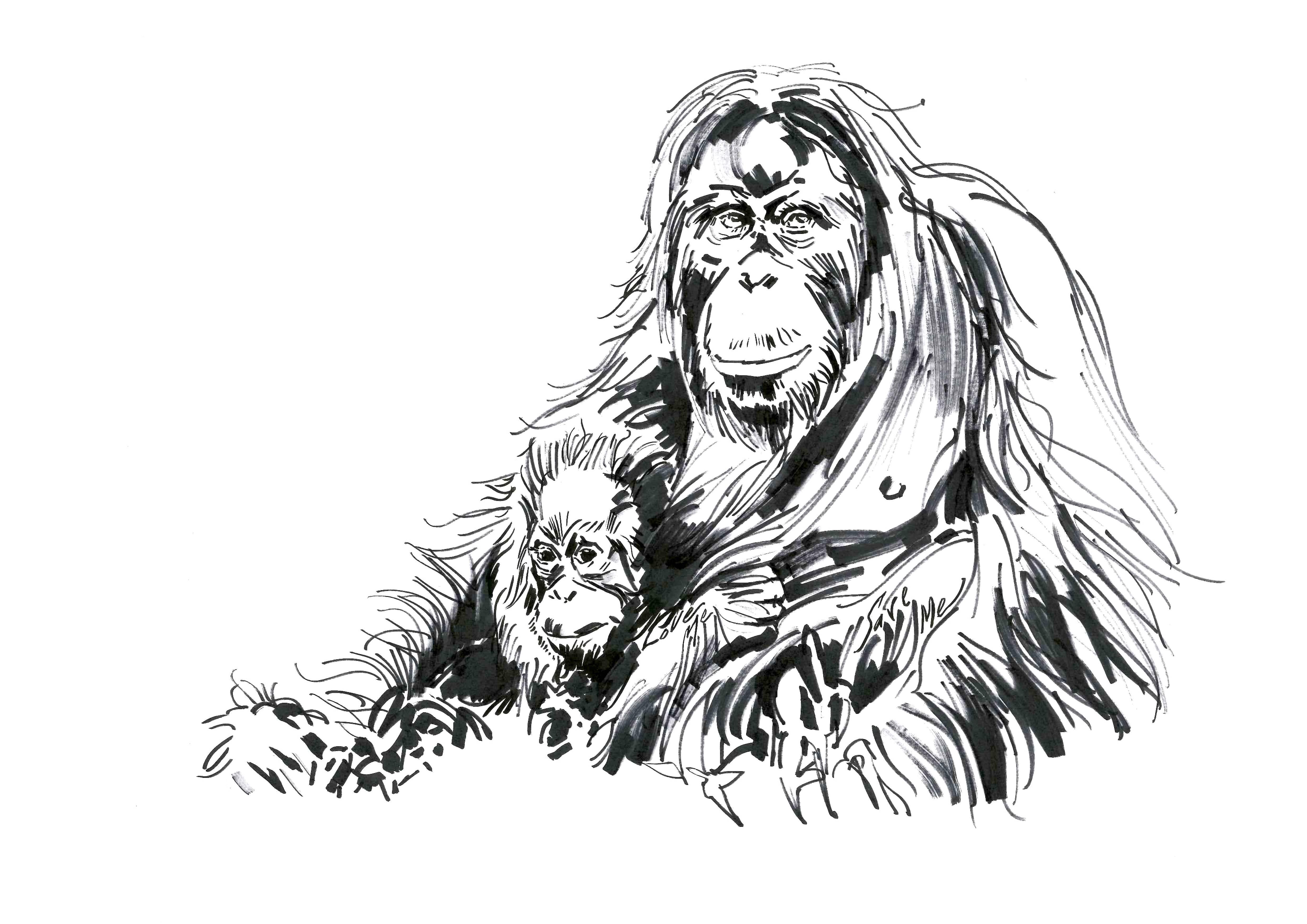 Metin Salih Animal Art - Love me Save Me, ORANGUTAN; portion of proceeds benefit WWF, signed & dedicated