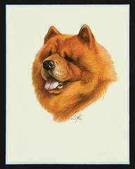 Original Chow Chow Illustration