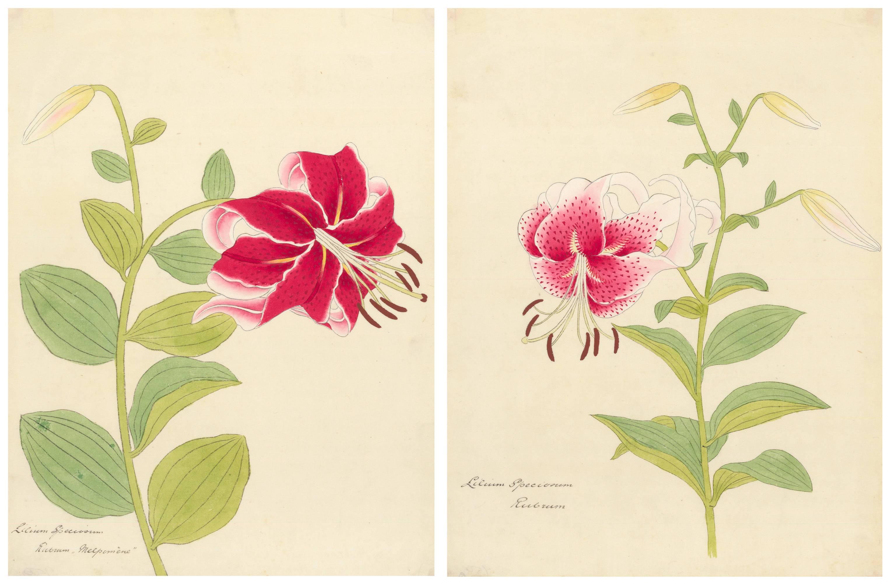 Pair of Lily Watercolors - Painting by Unknown