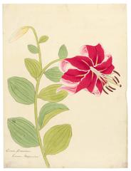 Ein Paar Lilien-Aquarelle