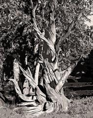 Tree 4 (Institute) 2/6 9