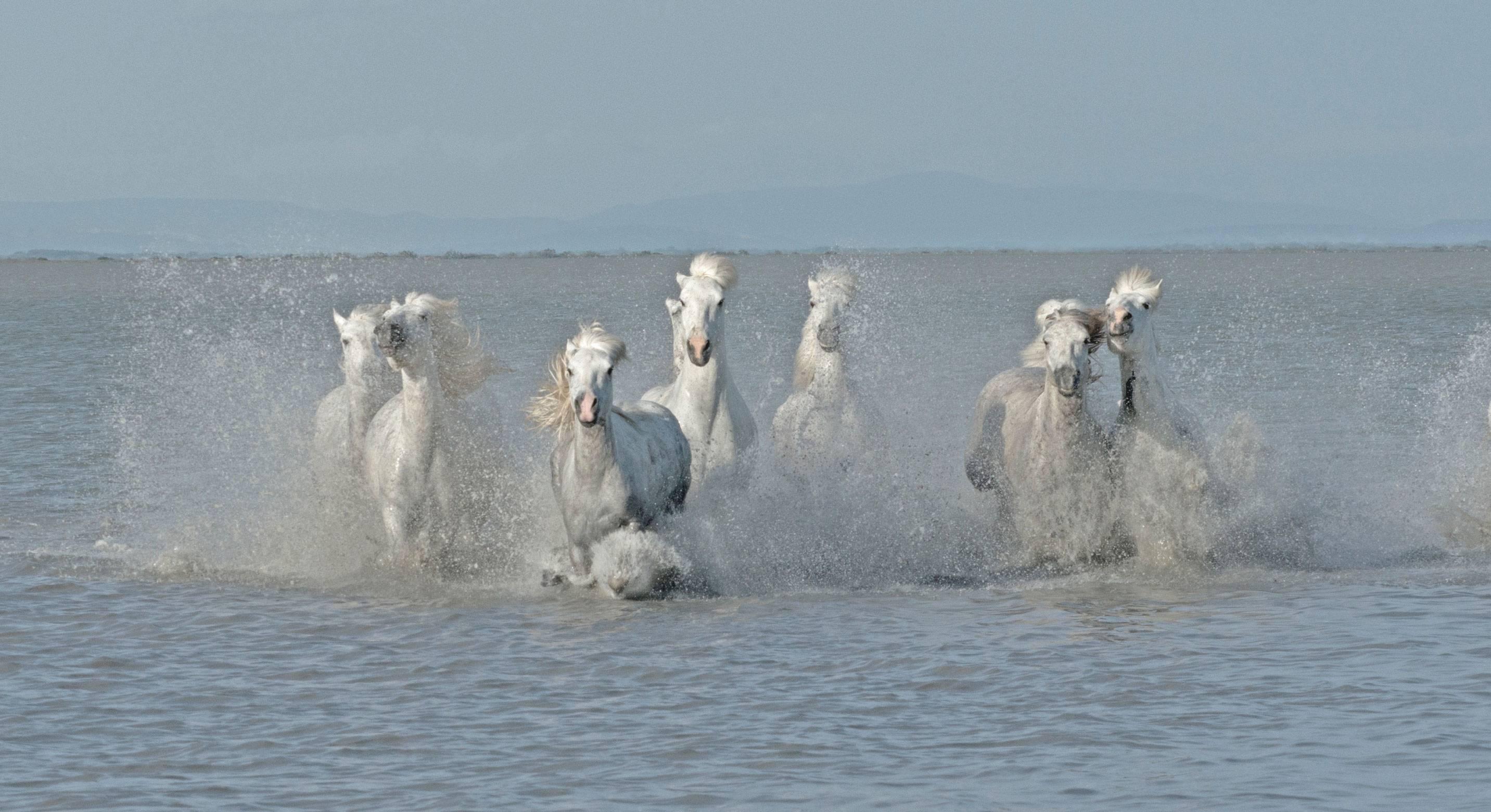 Sandra Lee Kaplan Color Photograph - Camargue Horses 2