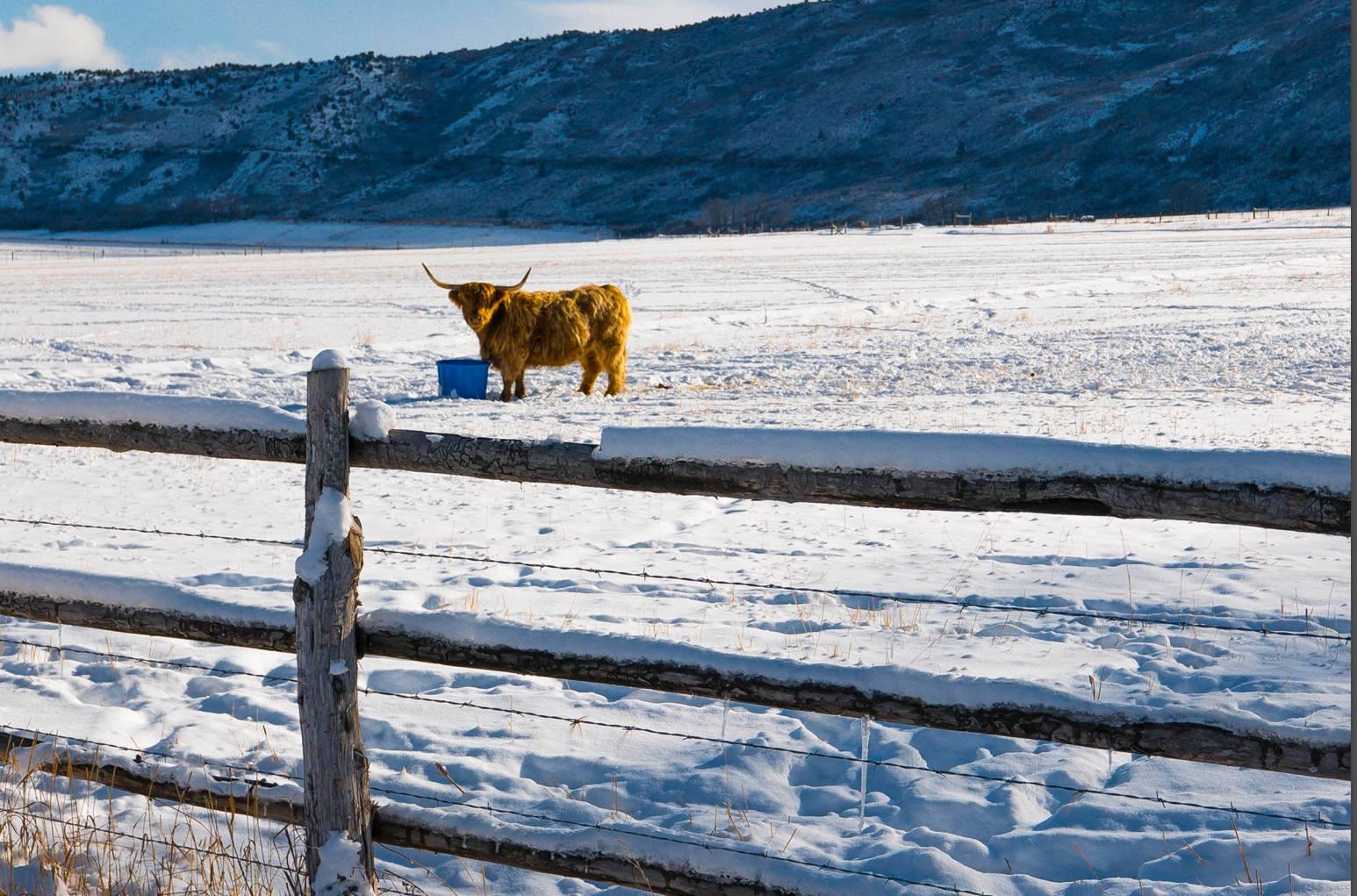 Tom Korologos Portrait Photograph - Scottish Highland Cow in Colorado 1/2 ( cow, fence, winter, snow)