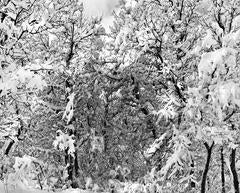 Winter Trees 17 1/6 10