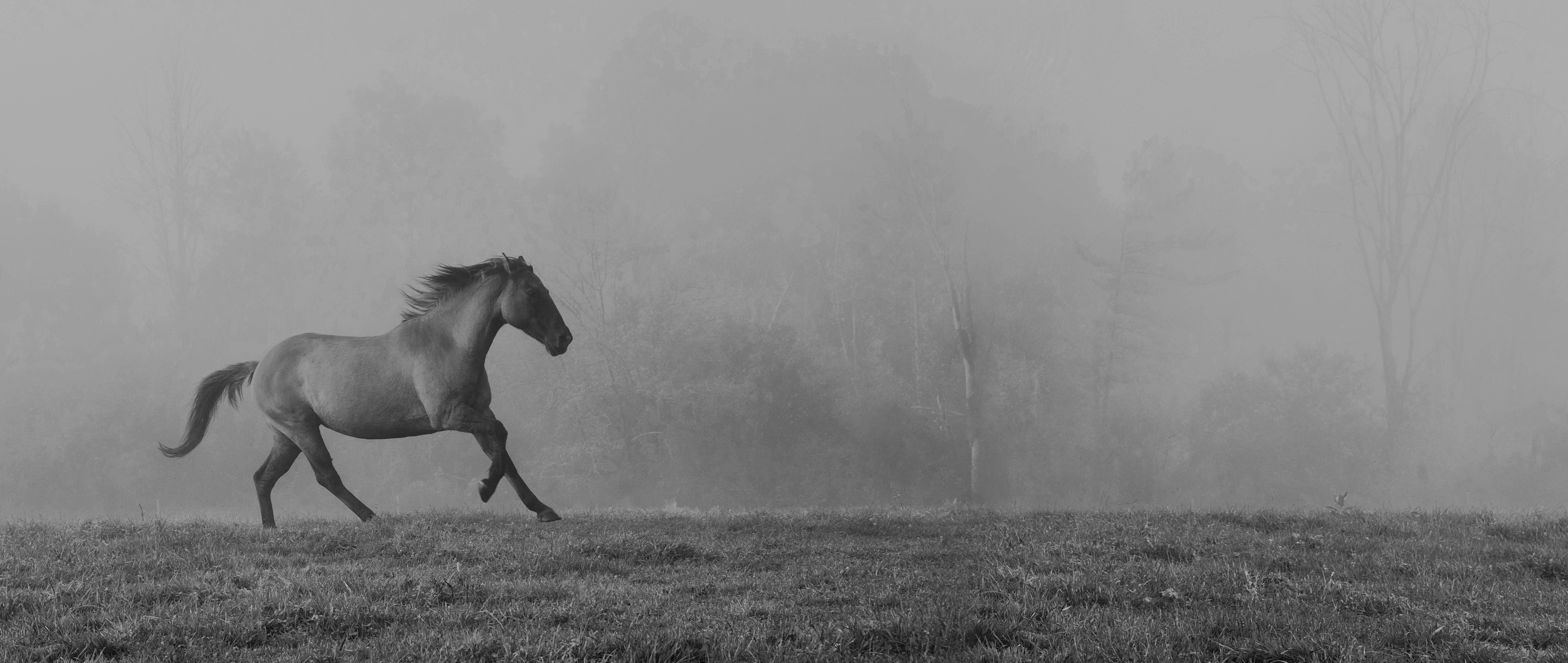 Sandra Lee Kaplan Black and White Photograph - Horse in Fog (horse, black and white, photograph, landscape)