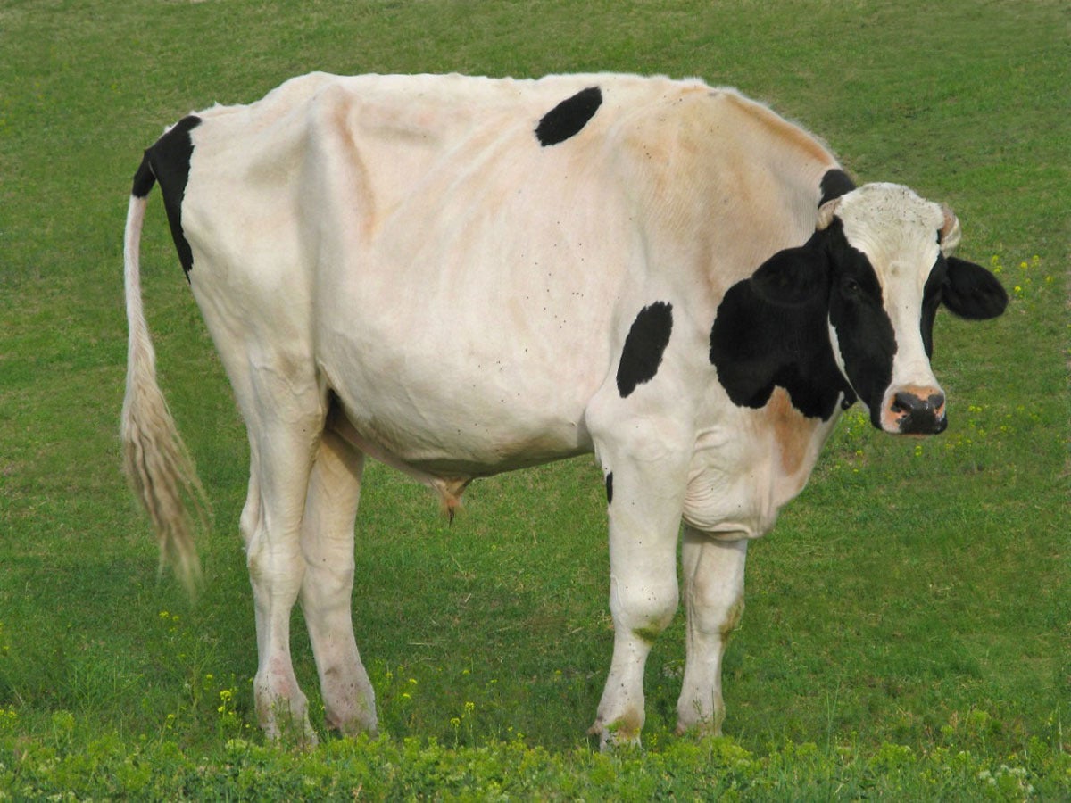 Sandra Lee Kaplan Color Photograph - Holy Cow! (cow, photograph, green grass)
