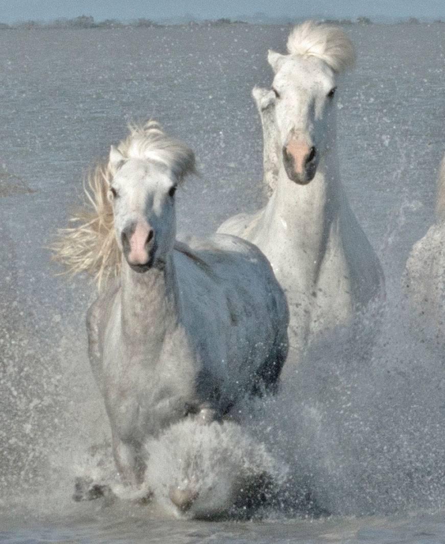 Camargue Horses 2 - Photograph by Sandra Lee Kaplan