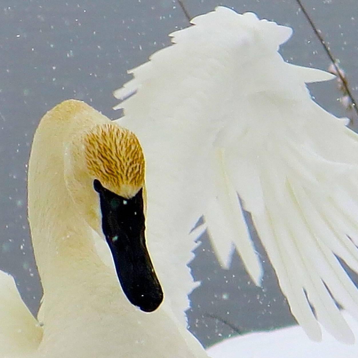 Swan in Snow - Print by Sandra Lee Kaplan