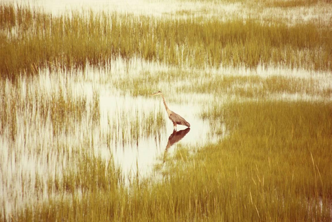Stuart Möller Landscape Photograph - 'Massachusetts Heron' signed limited edition print 