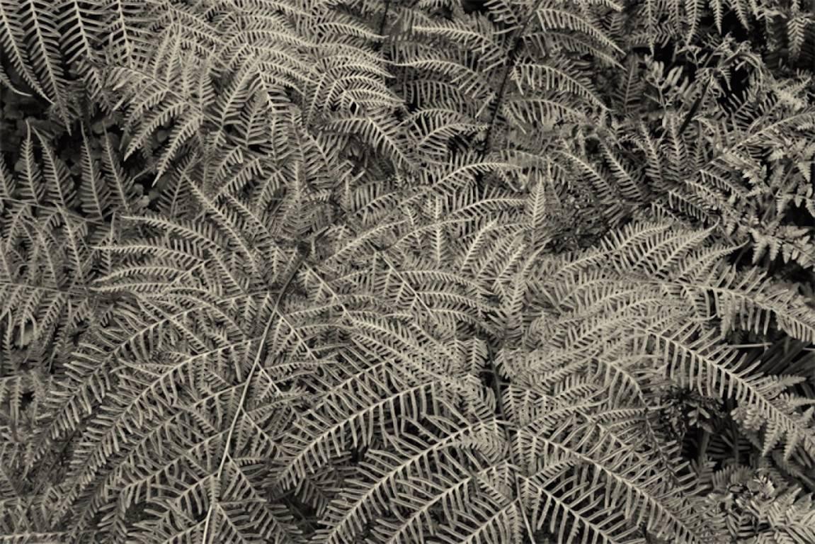 Stuart Möller Landscape Photograph - 'Silver Ferns' (Archival Pigment Print)