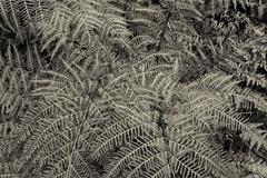 'Silver Ferns' (Archival Pigment Print)