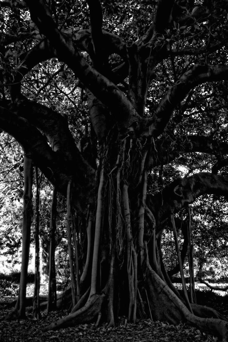 Stuart Möller Black and White Photograph - 'Black Tree' Sydney (Archival Pigment print)