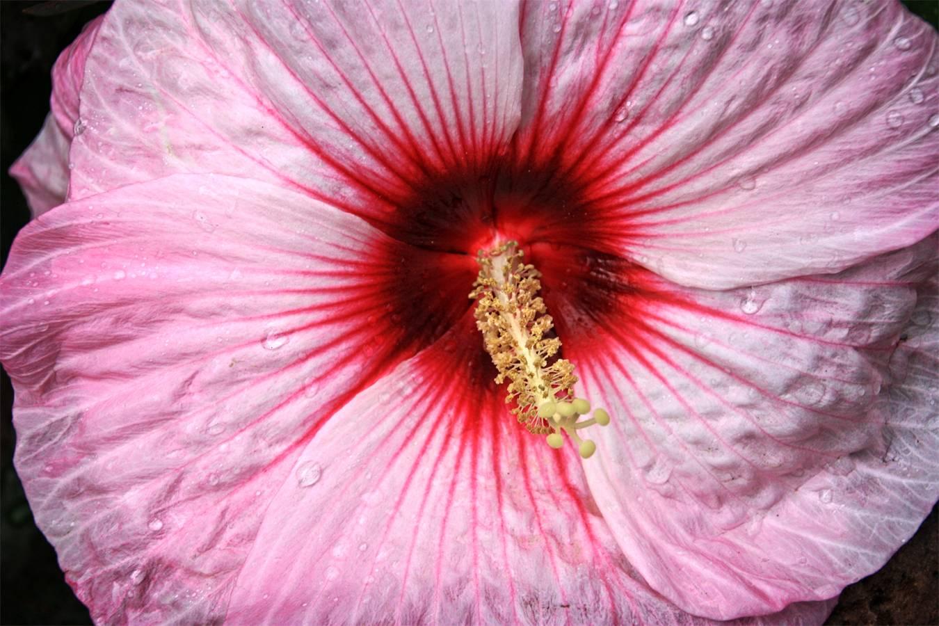Stuart Möller Abstract Photograph - ' Sex Flower ' signed limited edition Oversize