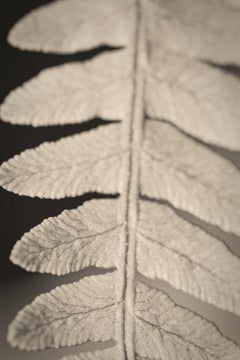 Pigment Still-life Photography