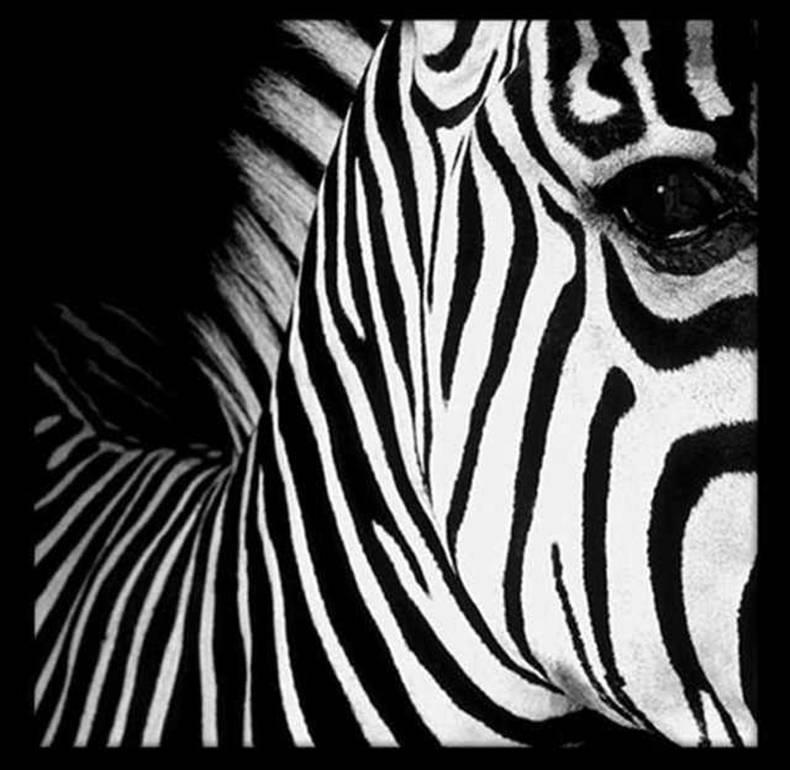 Half Angels Half Demons – Zebra #26, Porträtfotografie in Schwarz-Weiß (Zeitgenössisch), Photograph, von Mauricio Velez