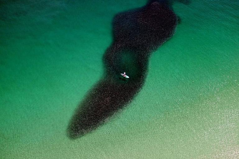 Jill Peters Landscape Photograph - School of Fish (Aerial Photography)