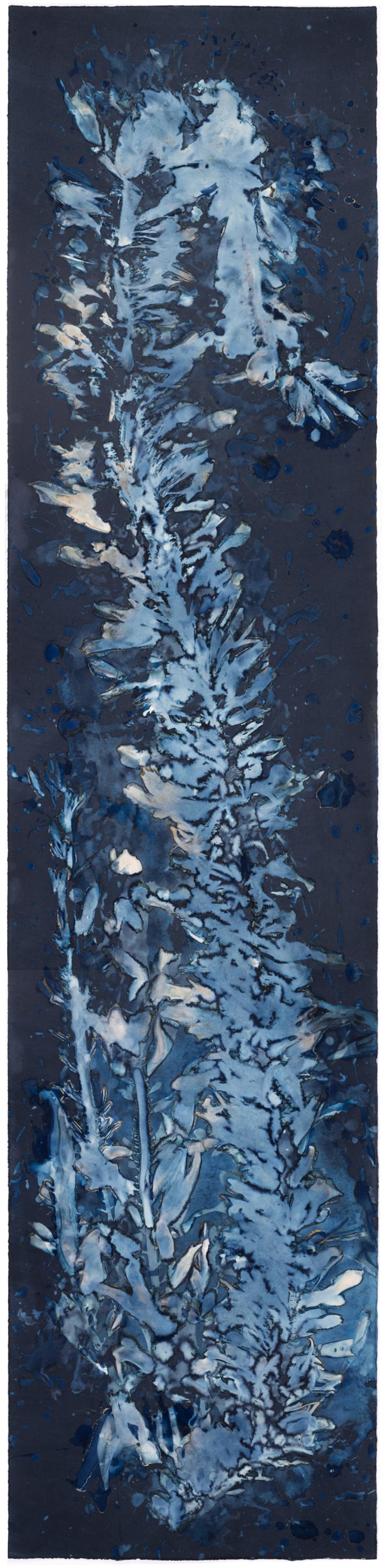 Paola Davila Abstract Photograph - Laminariales XVIII. From the series Bosque Cyanotype photograph