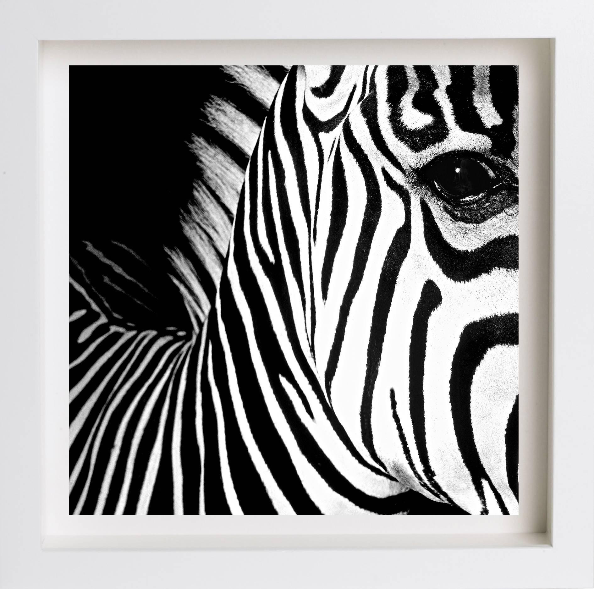 Mauricio Velez Black and White Photograph – Half Angels Half Demons – Zebra #26, Porträtfotografie in Schwarz-Weiß