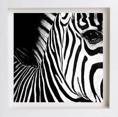 Half Angels Half Demons - Zebra #26, Portrait.Black and White Photography