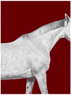 Tixie on Red I, Horse Series, Small Archival Pigment Print