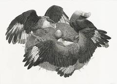 Zoe Keller - Crested Caracara Crested Caracara