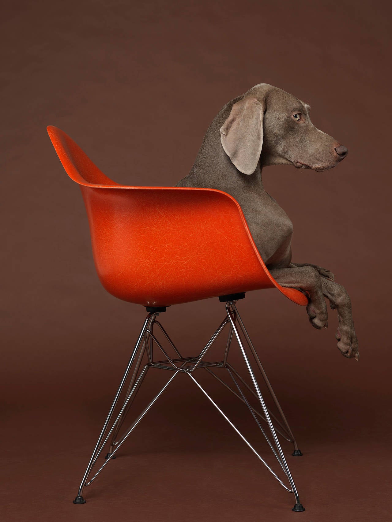 William Wegman Portrait Photograph - Eames Low