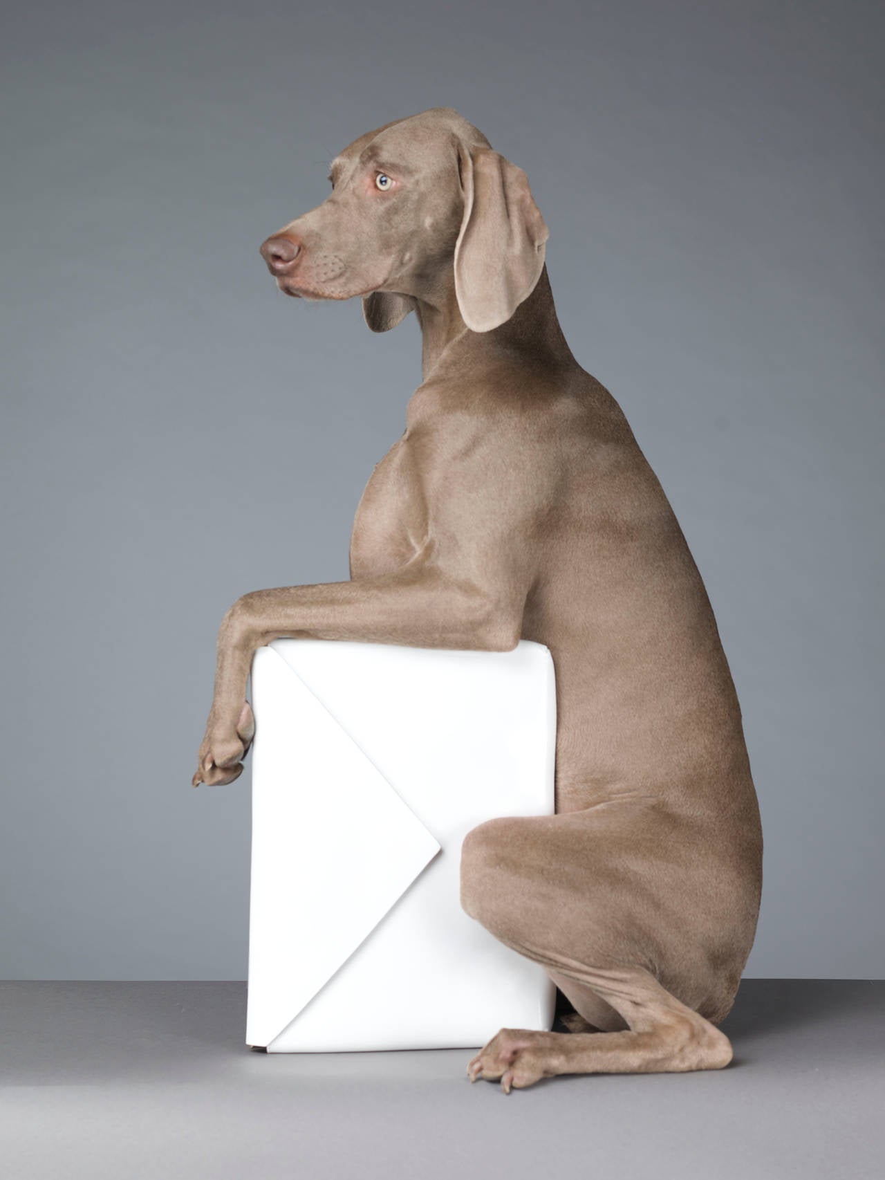 william wegman dogs william wegman the letter photograph for sale at 1stdibs william wegman dogs william wegman the letter photograph for sale at 1stdibs