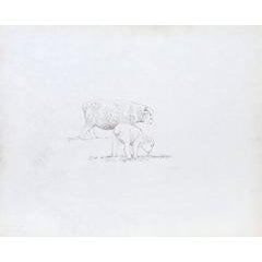 Two Fat Lambs (Cramer 395) 2