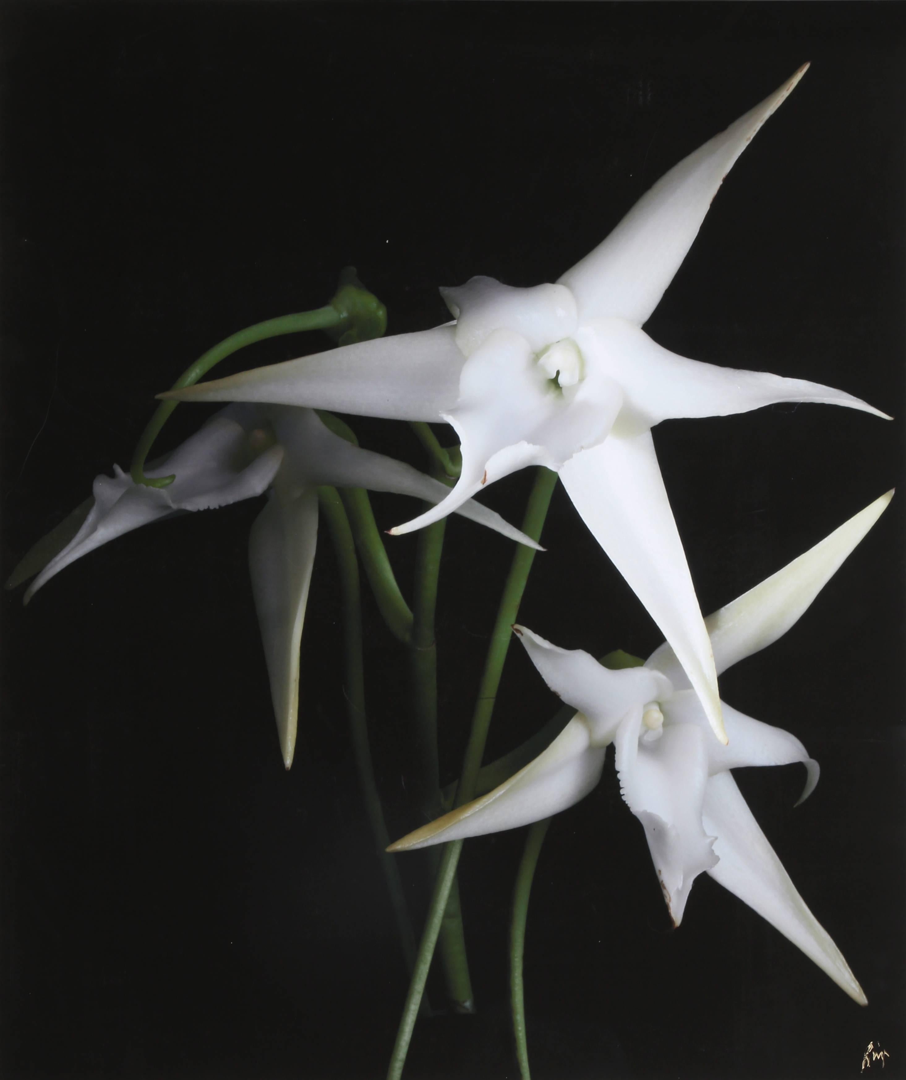 Lilies (Large), Digital Photography Print by Jonathan Singer