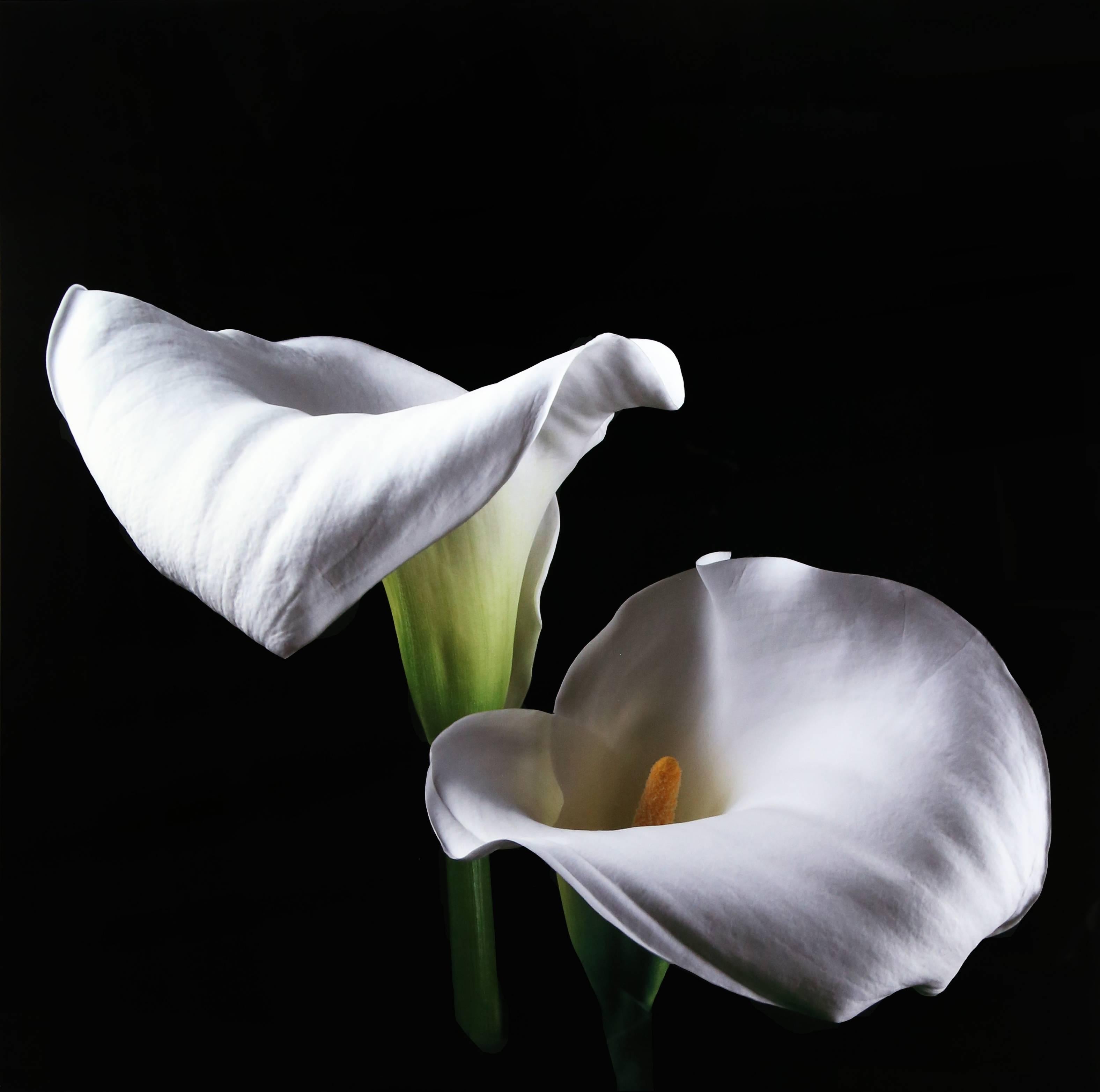 Two Lilies, Digital Print by Jonathan Singer
