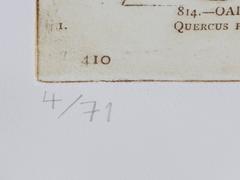 La Oracle de Zeus de Proscinemi Dodona, gravure à l'aquatinte de Joe Tilson