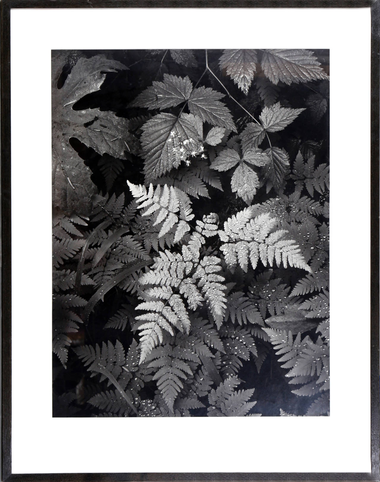 A gelatin silver print by Ansel Adams photographed in 1942 (later printing). A classic nature photograph of ferns with deep contrasting shadows and highlights. 

Artist: Ansel Adams, American (1902 - 1984)
Title: Ferns, Mount Rainier National
