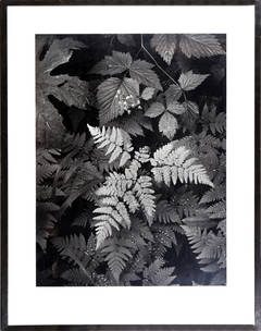 Ferns, Mount Rainier National Park, Ansel Adams Photograph