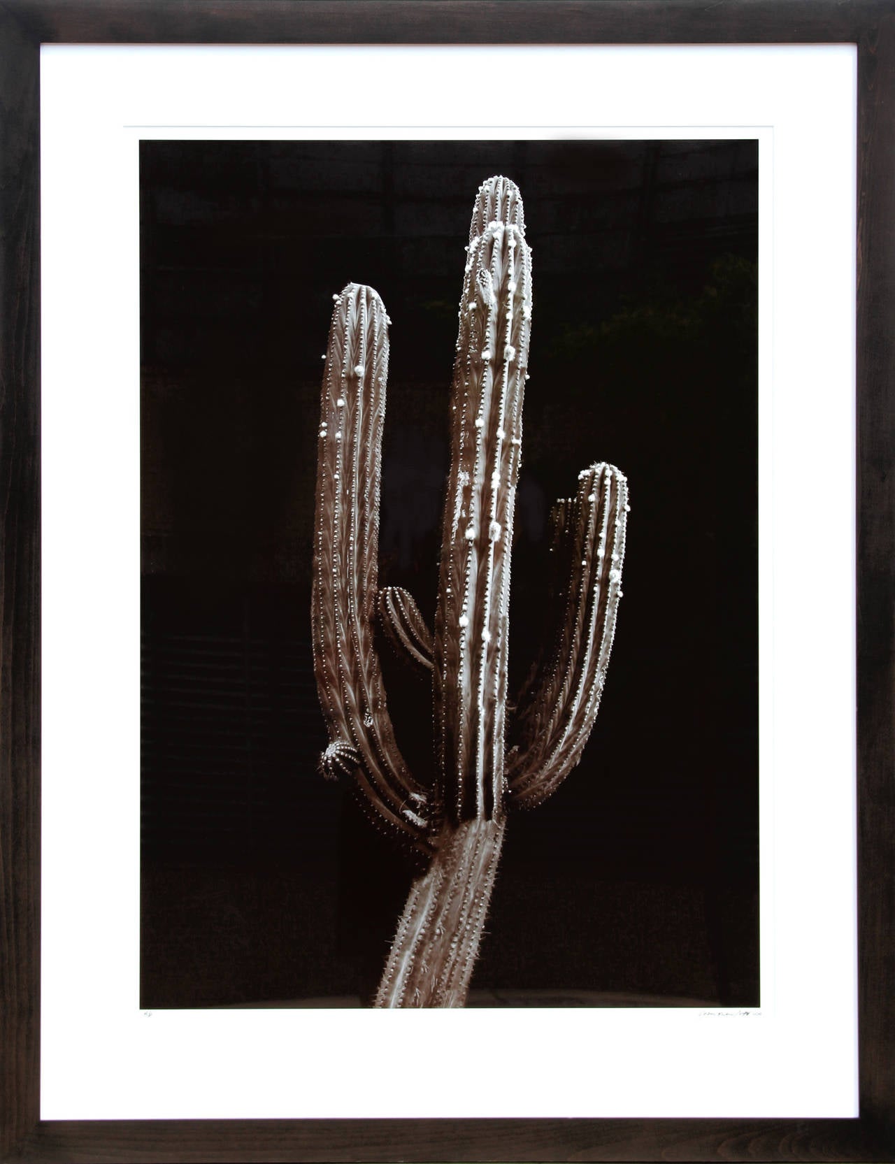 Un tirage photographique numérique de Jonathan Singer de 2010. Une étude de nature morte d'un cactus saguaro avec un contraste profond et une profondeur d'ombre. 

Artiste : Jonathan Singer, américain
Titre : Cactus Saguaro
Année : 2010
Médium :