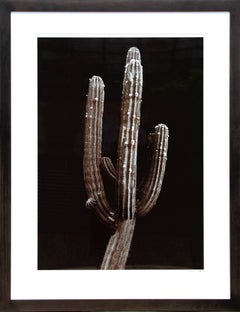 Cactus saguaro, fotografía de bodegón enmarcada de Jonathan Singer